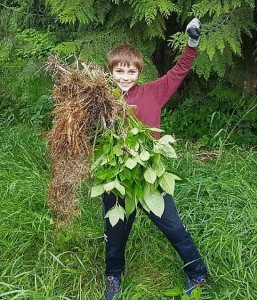 Happy to have removed Himalayan Balsam from near the Selkirk Saddle Club grounds!