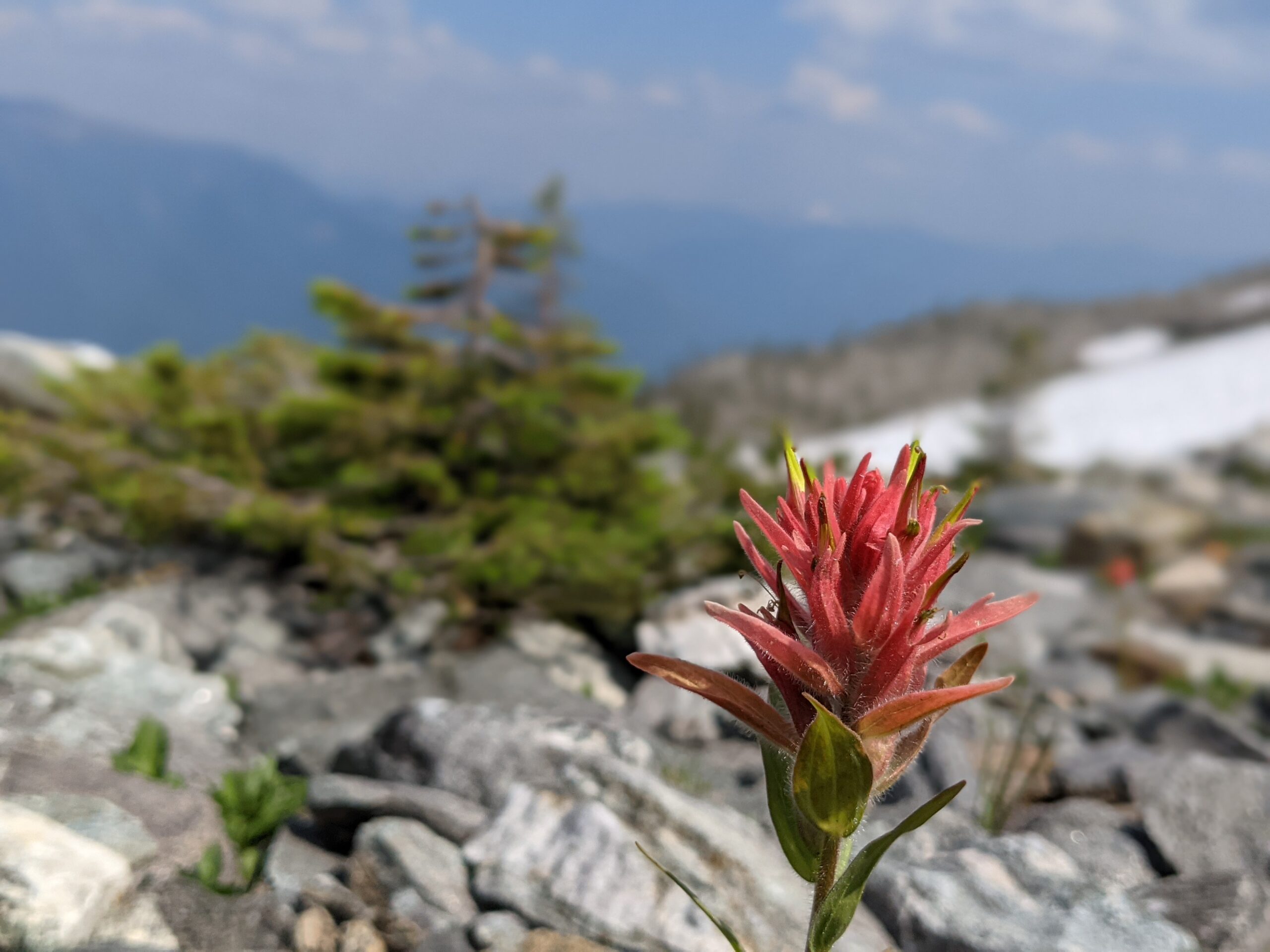 Columbia Shuswap Invasive Species Society
