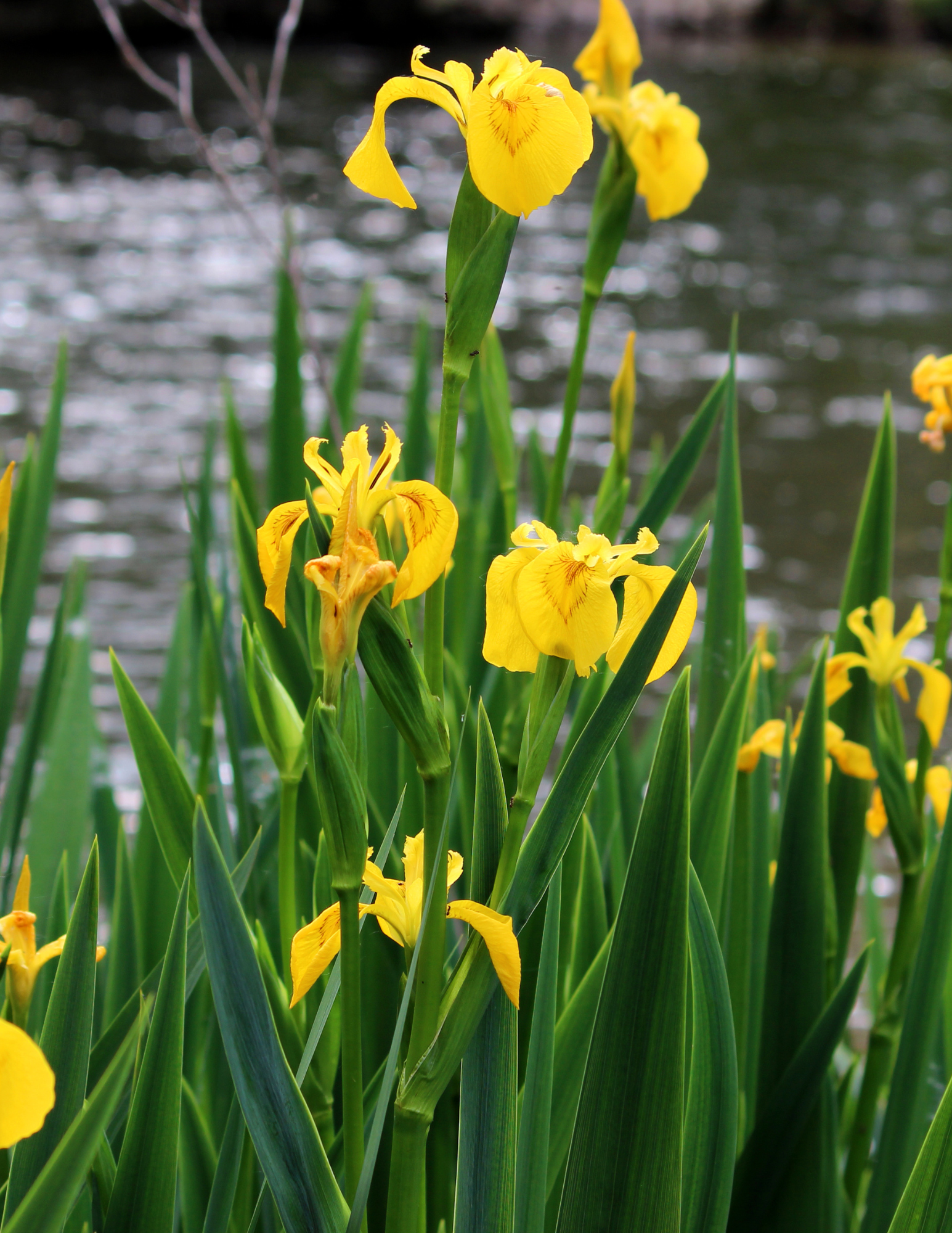 Columbia Shuswap Invasive Species Society