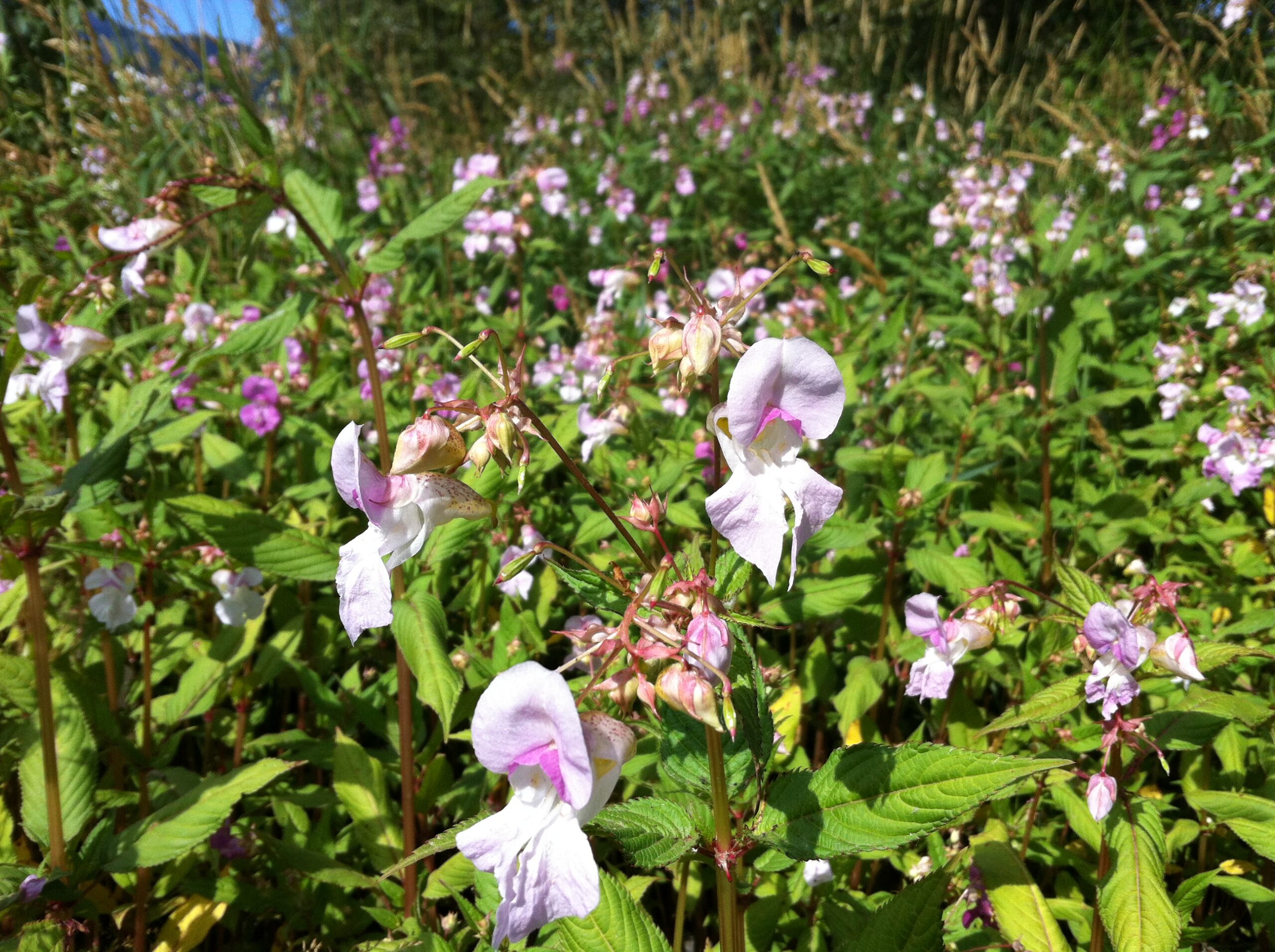 Columbia Shuswap Invasive Species Society