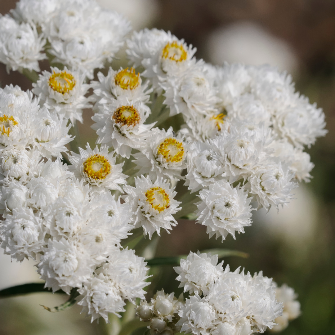 Columbia Shuswap Invasive Species Society