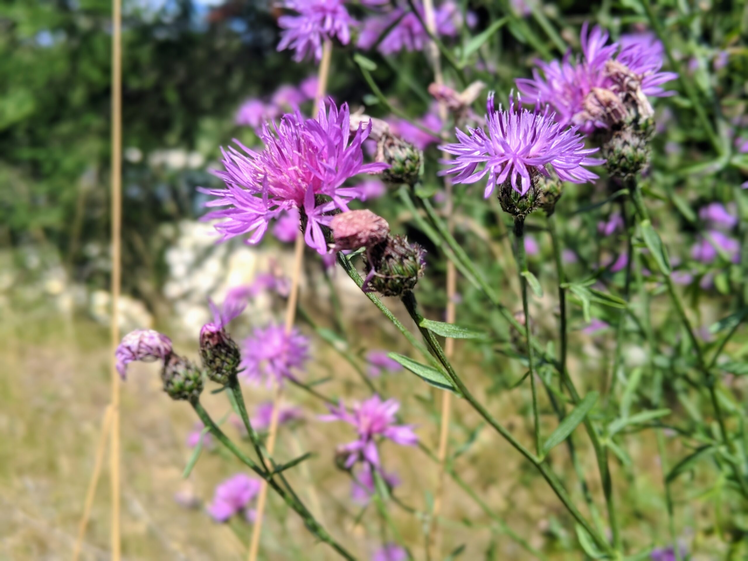 Columbia Shuswap Invasive Species Society
