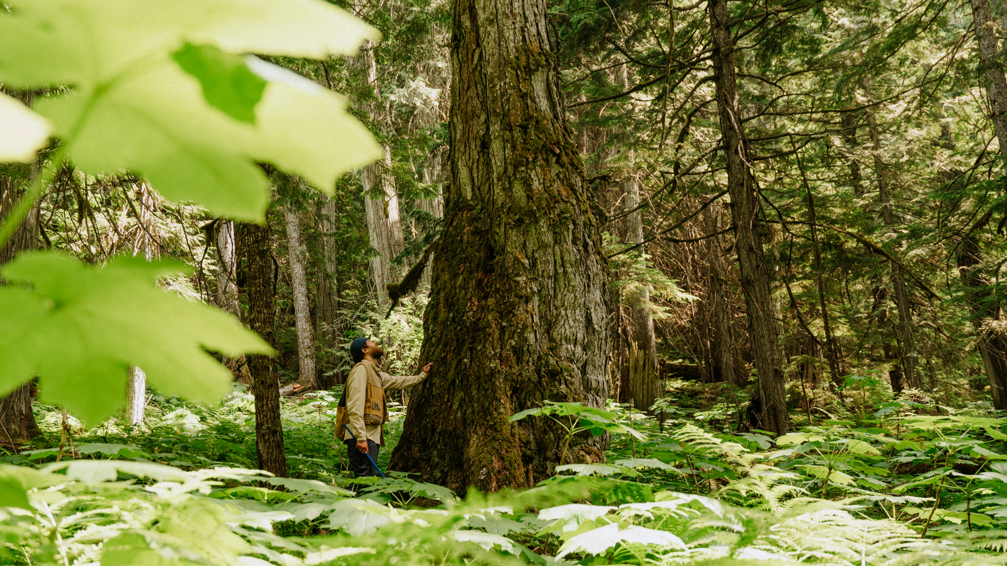 Person standing in old growth forest with their hand on an very old tree. 