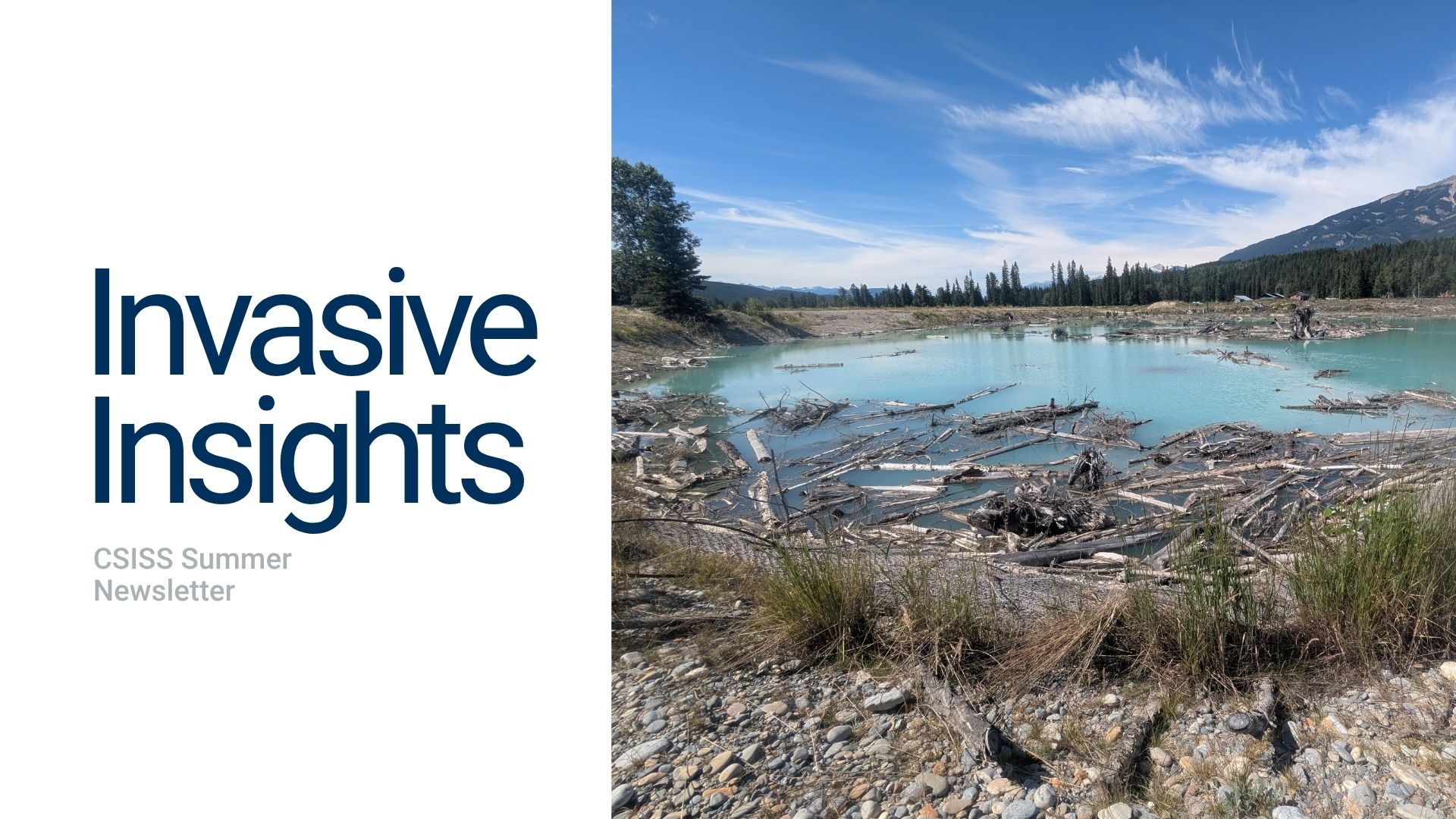 Invasive Insights CSISS Summer Newsletter. Associated image of a bright blue lake with floating logs and mountains in the background.
