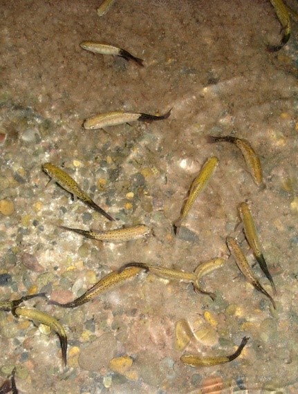 Columbia Shuswap Invasive Species Society