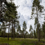 Forested landscape with less than 25% canopy cover and little understory vegetation. 