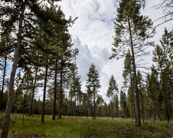 Forested landscape with less than 25% canopy cover and little understory vegetation.