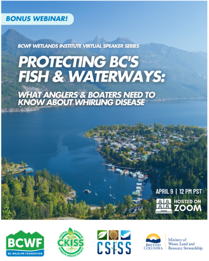 Advertisement for Protecting BC's fish and Waterways webinar on whirling disease. 