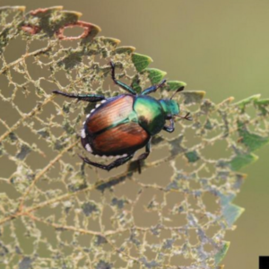 Japanese beetle on damaged leaf from being eaten showing only the leaf veins. 