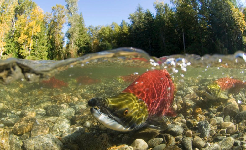 Underwater image of sockeye salmon swimming upstream